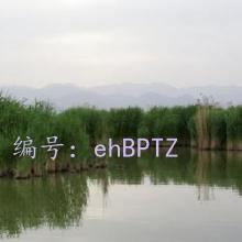 ̫