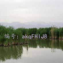 ̫