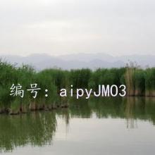 α