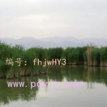 ʦ