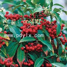 չ滮