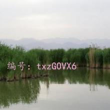ϣ