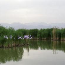 ̫